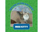 Miss Kitty, Domestic Mediumhair For Adoption In Eau Claire, Wisconsin
