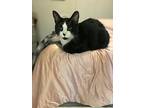 Theodore, Domestic Shorthair For Adoption In Willcox, Arizona