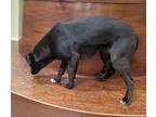 Faye, Labrador Retriever For Adoption In Little Rock, Arkansas