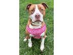 Bo, American Pit Bull Terrier For Adoption In Mineral, Virginia