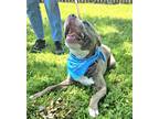 Quinn (main Campus - Waived Adoption Fee), American Pit Bull Terrier For