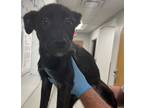 Dessi, Retriever (unknown Type) For Adoption In Shreveport, Louisiana