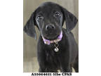 Layla, Labrador Retriever For Adoption In Shreveport, Louisiana