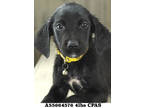 Lance, Labrador Retriever For Adoption In Shreveport, Louisiana