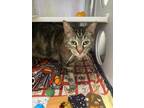 Ok Corral, Domestic Shorthair For Adoption In Baltimore, Maryland