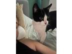 Lily, Domestic Shorthair For Adoption In Montreal, Quebec