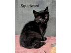 Squidward, Domestic Shorthair For Adoption In Ny, Binghamton, New York