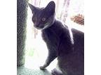 Heather23 Domestic Shorthair Young Female