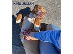 King Julian Mixed Breed (Medium) Adult Male