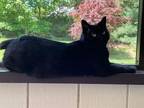 Jiji Domestic Shorthair Adult Female