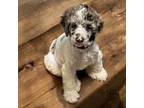 Wapoo Puppy for sale in Charlotte, NC, USA