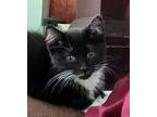 Winchester Domestic Shorthair Kitten Male