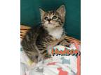 Hudson Domestic Shorthair Kitten Male