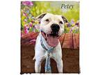 Petey Mixed Breed (Large) Adult Male