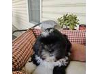 Shih Tzu Puppy for sale in Mount Carmel, IL, USA