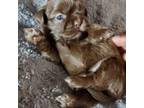 Shih Tzu Puppy for sale in Mount Carmel, IL, USA