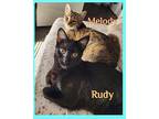 RUDY Domestic Shorthair Young Male