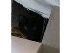 Cross Eyes (Fluffy) / Needs a Barn Home Domestic Shorthair Young Female