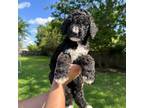 Wapoo Puppy for sale in Greenville, TX, USA