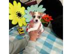 Chihuahua Puppy for sale in Kutztown, PA, USA
