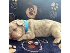French Bulldog Puppy for sale in Spotsylvania, VA, USA