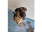 Butcher (kevin) German Shepherd Dog Adult Male