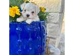 Maltese Puppy for sale in Abilene, TX, USA