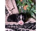 Miniature Australian Shepherd Puppy for sale in Morrilton, AR, USA