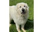 Marlin Great Pyrenees Adult Male