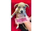 Batgirl Terrier (Unknown Type, Small) Puppy Female