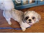 Sterling $500 Shih Tzu Young Male
