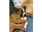 Lucky Day Boxer Puppy Male