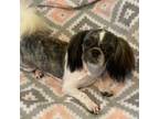 Shih Tzu Puppy for sale in Seminole, OK, USA