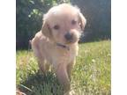 Golden Retriever Puppy for sale in Keeline, WY, USA