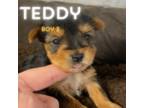 Teddy