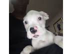 Boxer Puppy for sale in Jacksonville, FL, USA