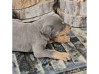 Doberman Pinscher Puppy for sale in Platteville, WI, USA