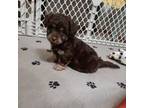 Mutt Puppy for sale in Lewisburg, TN, USA