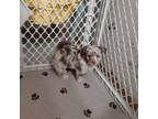 Mutt Puppy for sale in Lewisburg, TN, USA