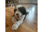 Old English Sheepdog Puppy for sale in Roopville, GA, USA