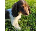 Dachshund Puppy for sale in Clinton, MO, USA