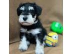 Schnauzer (Miniature) Puppy for sale in Wilmington, NC, USA