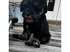 Schnauzer (Miniature) Puppy for sale in Wilmington, NC, USA