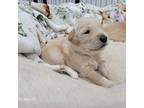 Golden Retriever Puppy for sale in Greenville, NH, USA