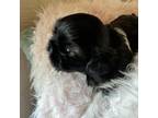 Shih Tzu Puppy for sale in Niota, TN, USA