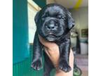 Cane Corso Puppy for sale in Oxford, KS, USA