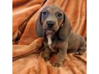 Dachshund Puppy for sale in Elgin, SC, USA