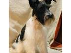 Schnauzer (Miniature) Puppy for sale in Binghamton, NY, USA
