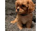 Cavapoo Puppy for sale in Thatcher, AZ, USA