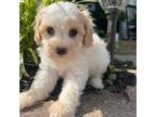 Cavapoo Puppy for sale in Hartville, MO, USA